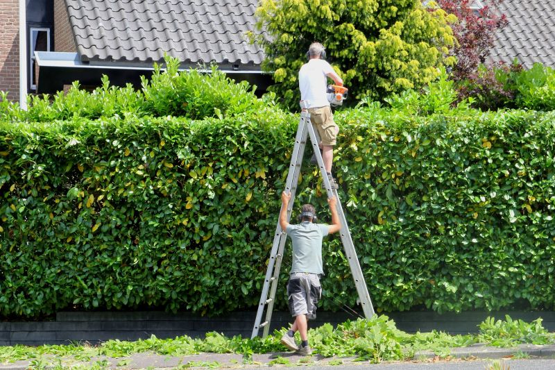 Bamboo Hedge Trimming