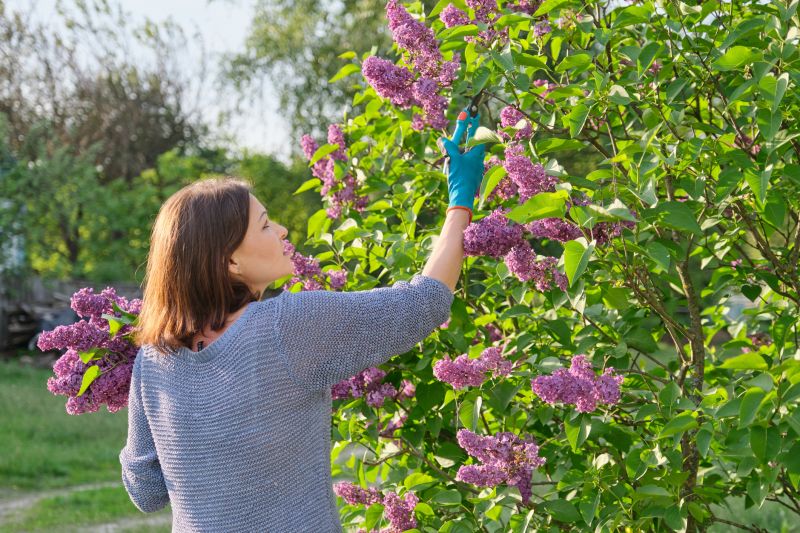 Flowering Shrubs