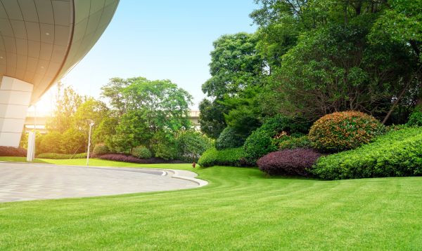 Cost of Commercial Shrub Trimming in Brentwood
