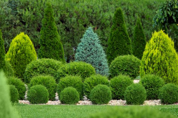 Cost of Bush Shaping Service in Brentwood