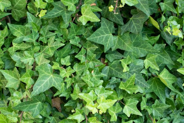 Cost of English Ivy Removal in Brentwood