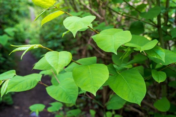 Cost of Invasive Plant Removal in Brentwood