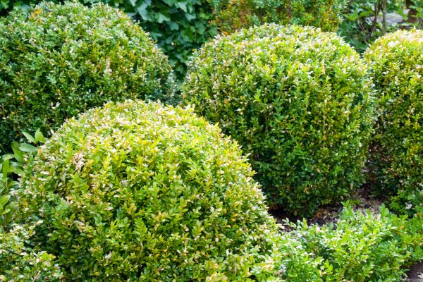 Cost of Landscape Trimming Service in Brentwood