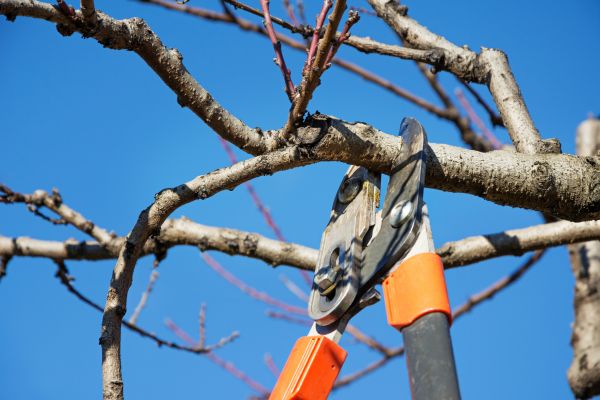 Cost of Pruning Service in Brentwood