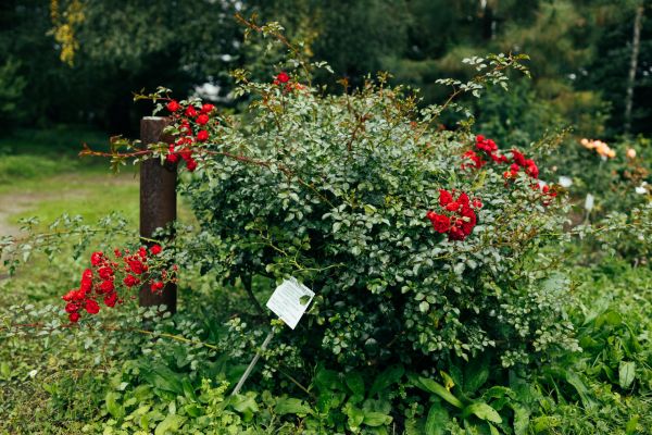 Cost of Rose Bush Removal in Brentwood