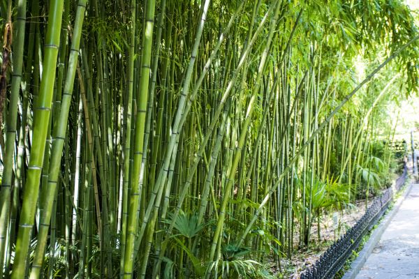 Cost of Bamboo Root Removal in Brentwood