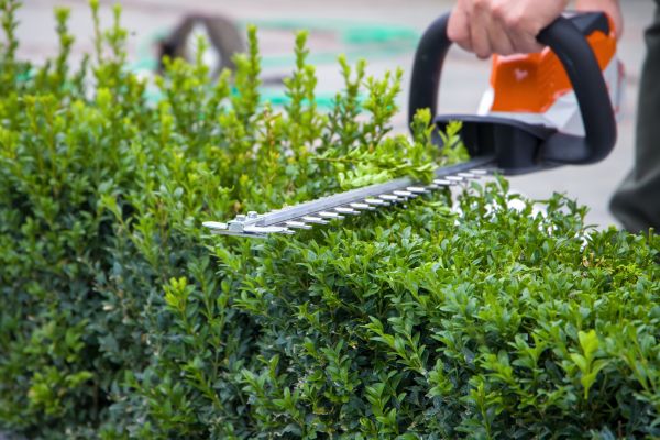 Cost of Hedge Shearing in Brentwood
