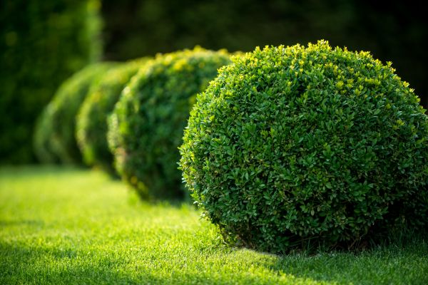 Cost of Bush Pruning in Brentwood