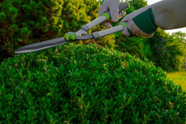 Cost of Topiary Shearing in Brentwood