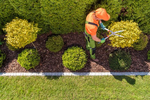 Cost of Topiary Trimming in Brentwood