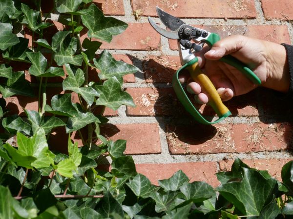 Cost of Ivy Removal Service in Brentwood