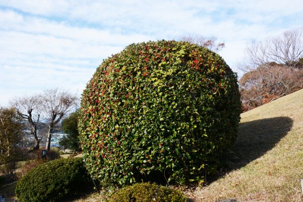 Cost of Holly Trimming in Brentwood
