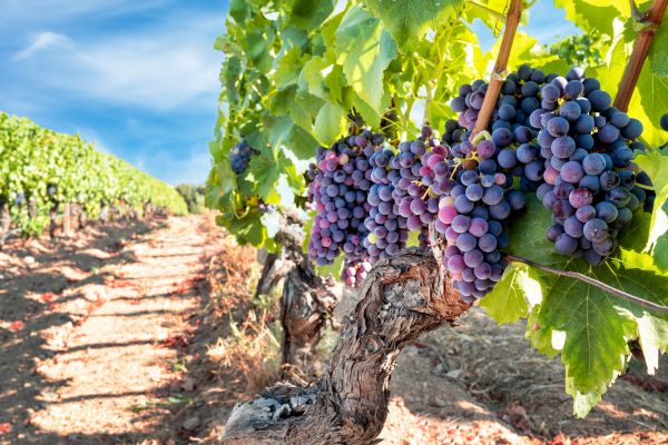 Cost of Grapevine Pruning in Brentwood