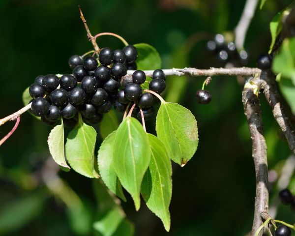 Cost of Buckthorn Removal in Brentwood