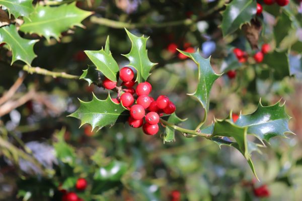 Cost of Holly Tree Trimming in Brentwood