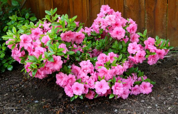 Cost of Azaleas Removal in Brentwood