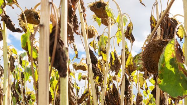 Cost of Dead Plant Removal in Brentwood