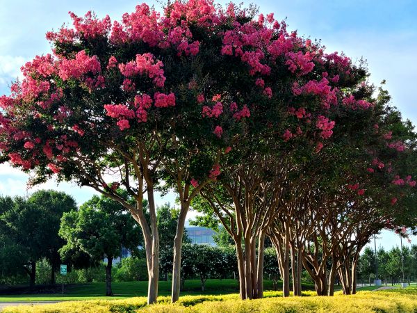 Cost of Crepe Myrtle Pruning in Brentwood