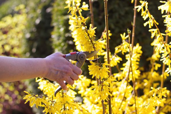 Cost of Forsythia Pruning in Brentwood
