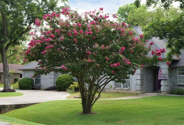Cost of Crepe Myrtle Trimming in Brentwood