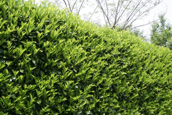 Cost of Laurel Shrub Removal in Brentwood