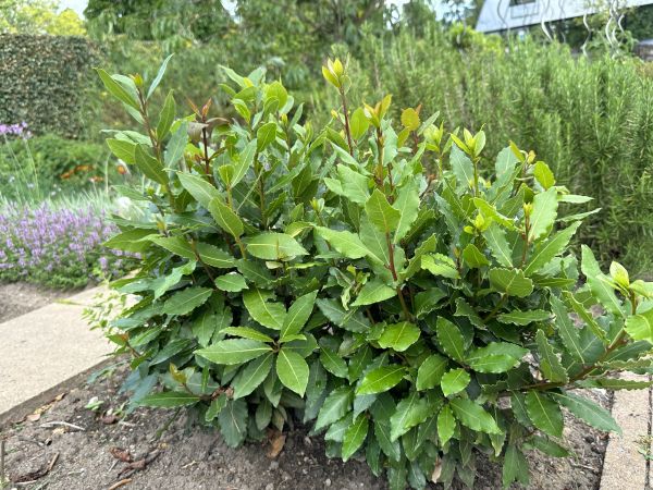 Cost of Laurel Hedge Removal in Brentwood