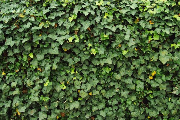 Cost of Ivy Pruning service in Brentwood