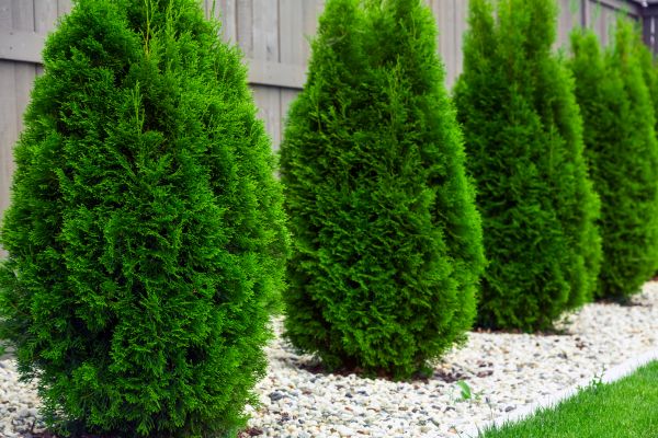 Cost of Arborvitae Shaping in Brentwood