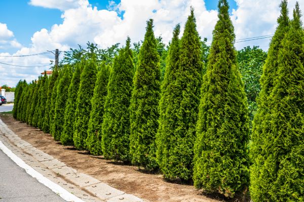 Cost of Arborvitae Shearing in Brentwood