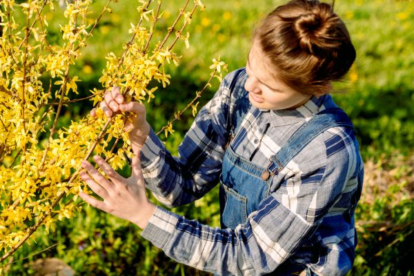 Cost of Forsythia Trimming in Brentwood