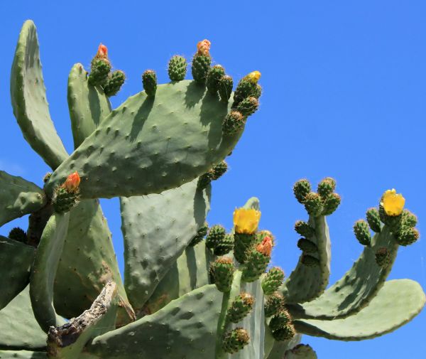 Cost of Cactus Removal in Brentwood