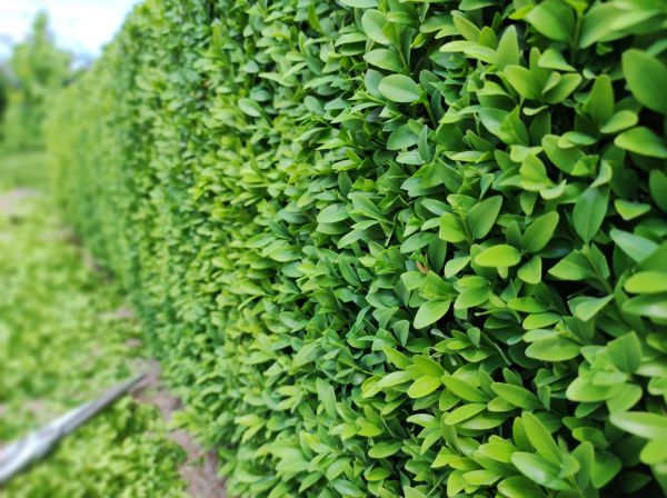 Cost of Boxwood Pruning in Brentwood