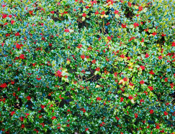 Cost of Holly Bush Removal in Brentwood