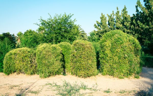 Cost of Bamboo Hedge Removal in Brentwood