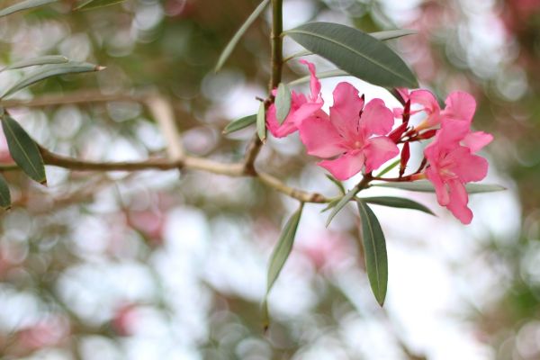 Cost of Oleander Removal in Brentwood