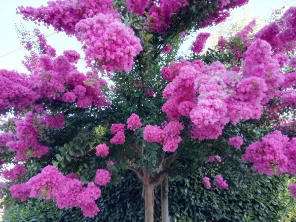 Cost of Crape Myrtle Pruning in Brentwood