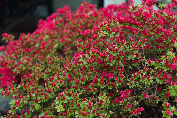 Cost of Weigela Removal Service in Brentwood