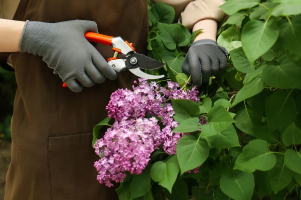 Cost of Lilac Pruning Service in Brentwood