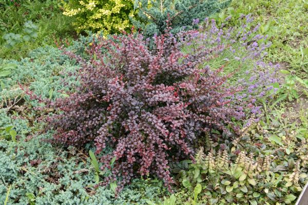 Cost of Japanese Barberry Removal in Brentwood
