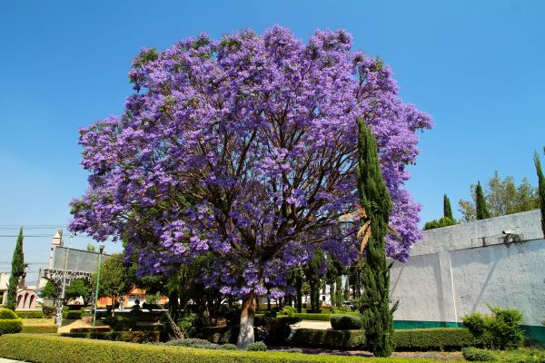 Cost of Jacaranda Pruning in Brentwood