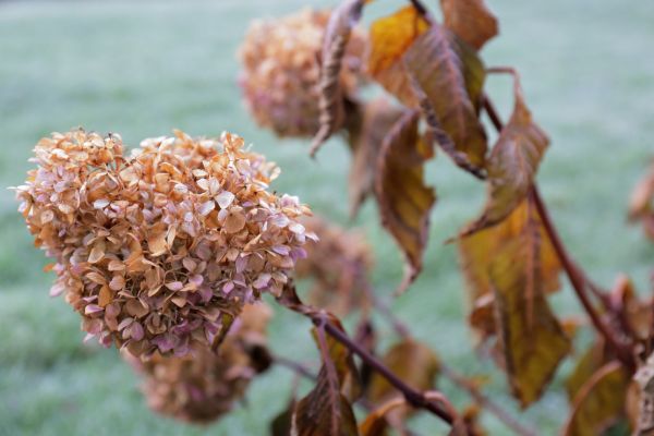 Cost of Hydrangea Removal in Brentwood