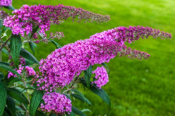 Cost of Butterfly Bush Removal in Brentwood