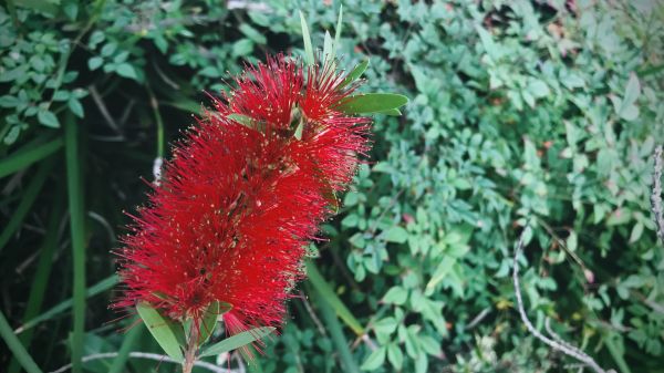Cost of Bottlebrush Pruning in Brentwood